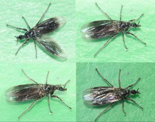 Dilophus febrilis